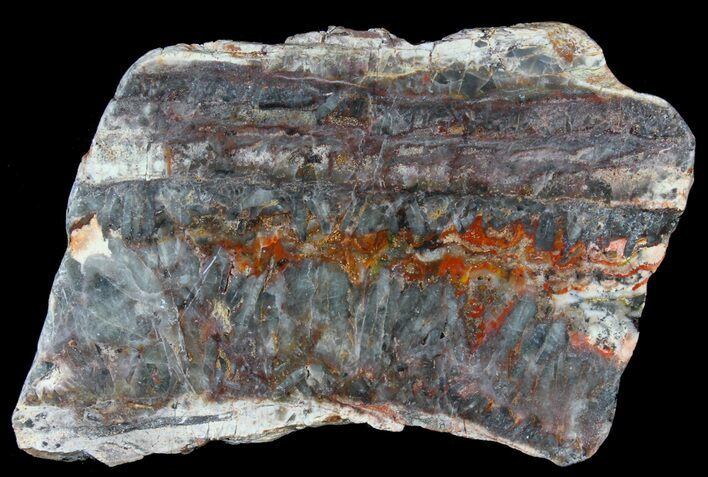 Rare North Pole Dome Stromatolite Slice - Billion Years #39203